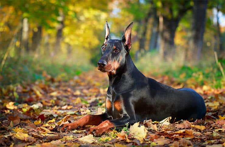 Warlock Doberman - Huge But Gentle And Affectionate Family Pet