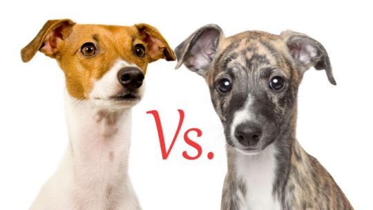 Whippet Vs. Italian Greyhound