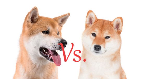 Akita Vs. Shiba Inu
