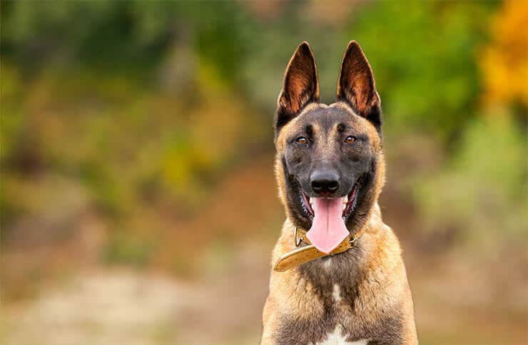 Belgian Malinois Vs. German Shepherd: An In-Depth Comparison