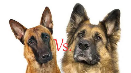 Belgian Malinois Vs. German Shepherd