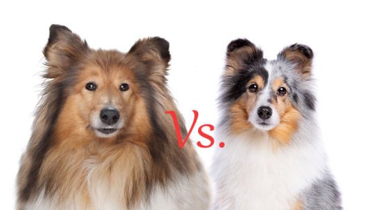 Collie Vs. Sheltie