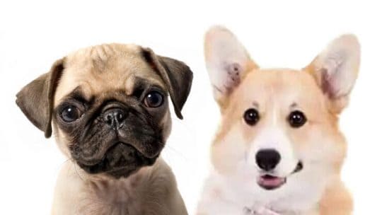 Corgi Pug Mix