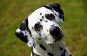 dalmatian shepherds firehouse dalmatians chihulife