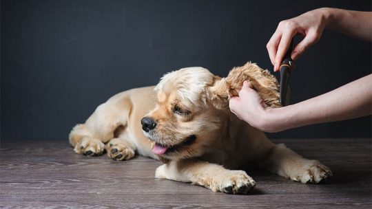 Do Cocker Spaniels shed