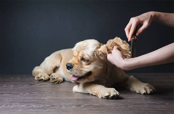 Do Cocker Spaniels Shed? Tips To Control Shedding