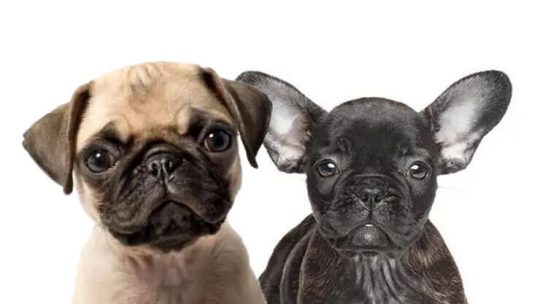 French Bulldog Pug Mix