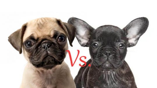 French Bulldog Vs. Pug