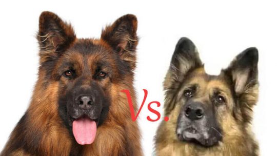 King Shepherd Vs. German Shepherd