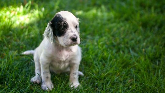 Long-Haired Dalmatian