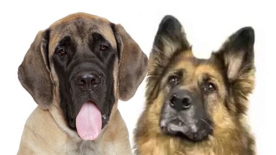 German Shepherd Mastiff Mix