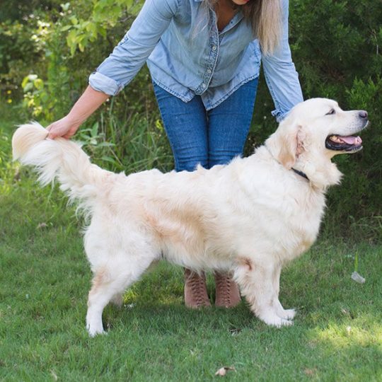The 5 Best Golden Retriever Breeders in Texas