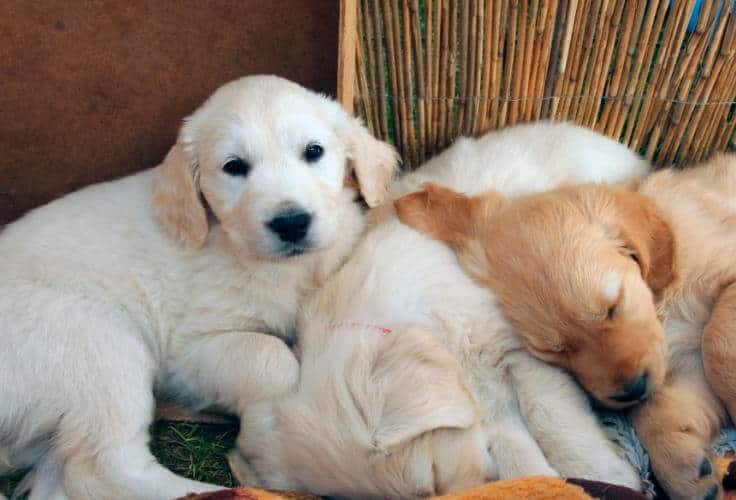 The 5 Best Golden Retriever Puppy Breeders in Michigan