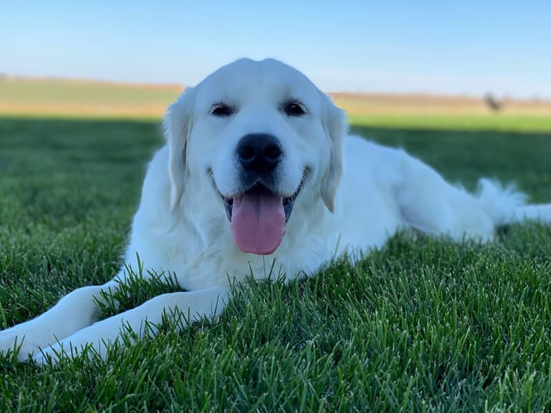 The 7 Best Golden Retriever Breeders in Colorado