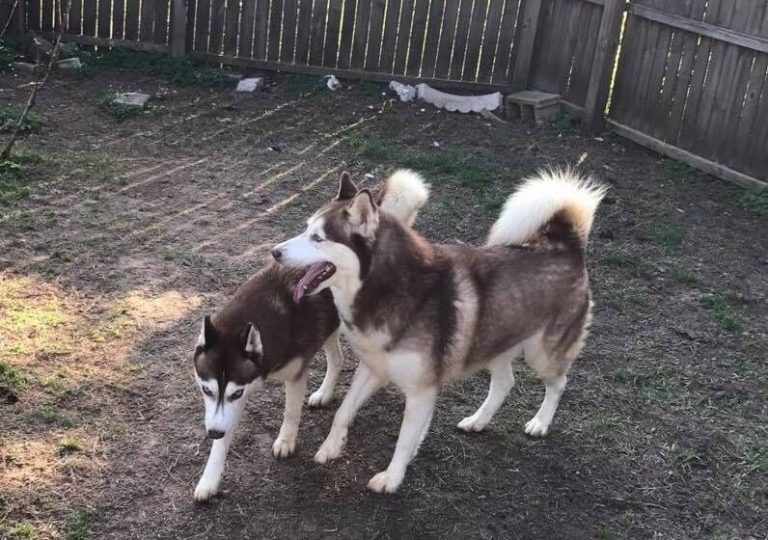 The 6 Best Breeders of Siberian Husky Puppies in Florida